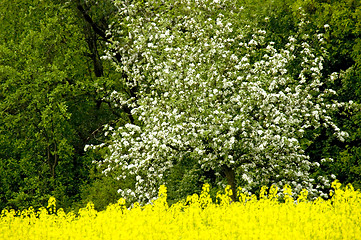 Image showing Blossoming of the apple trees 05