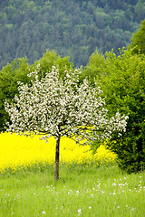 Image showing Blossoming of the apple trees 06