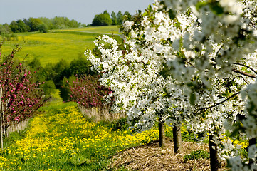 Image showing Blossoming of the apple trees 07