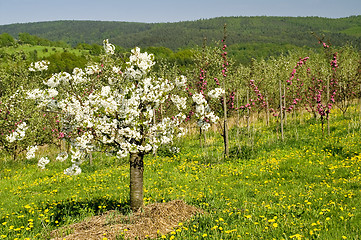 Image showing Blossoming of the apple trees 09