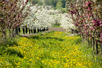 Image showing Blossoming of the apple trees 10