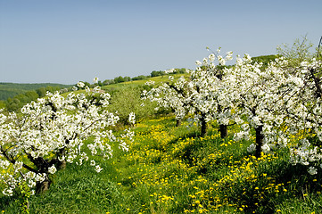 Image showing Blossoming of the apple trees 11