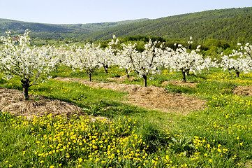 Image showing Blossoming of the apple trees 12