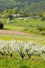 Image showing Blossoming of the apple trees 15