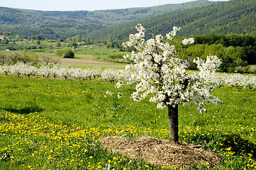 Image showing Blossoming of the apple trees 16