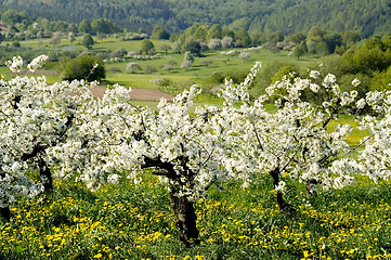 Image showing Blossoming of the apple trees17
