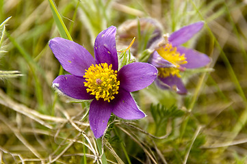 Image showing Common pasque flower 03