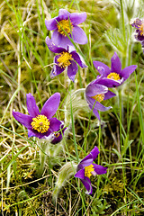 Image showing Common pasque flower