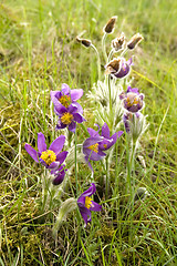 Image showing Common pasque flower