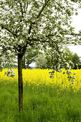 Image showing Blossoming of the apple trees 05