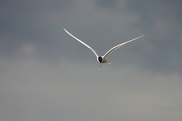 Image showing Sterna hirundo