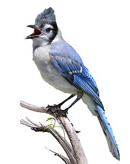 Image showing Blue Jay 