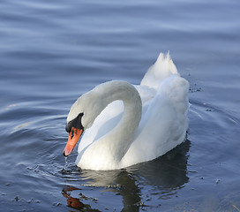 Image showing Swan