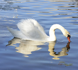 Image showing White Swan