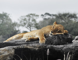 Image showing Female Lion