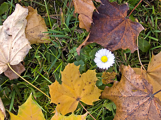 Image showing Autumn daisy