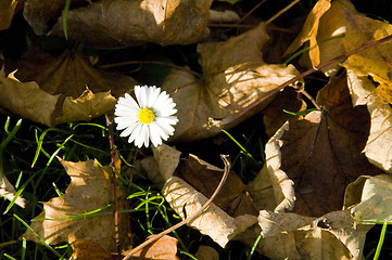 Image showing Autumn daisy