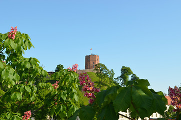 Image showing Red blooming conker trees Gediminas castle 