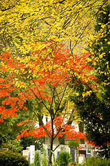 Image showing Autumnal cemetery 01