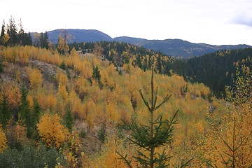 Image showing the colours of an october birch wood