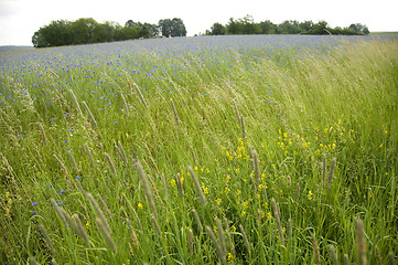 Image showing Cornflowers