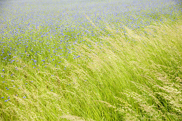 Image showing Cornflowers