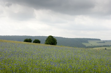 Image showing Cornflowers