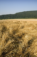 Image showing Crop damage