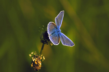 Image showing Adonis Blue Butterfly