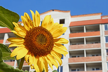 Image showing Urban sunflower