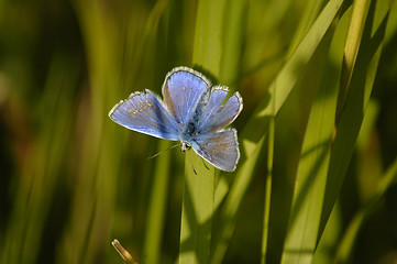 Image showing blue butterfly