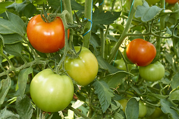 Image showing Red and green tomatoes in greenhouse