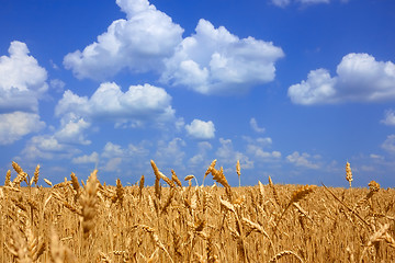 Image showing Wheat field landscape