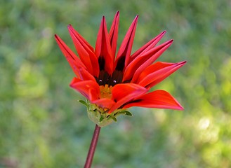 Image showing Gazania krebsiana flower