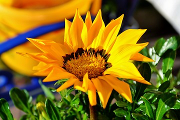 Image showing Gazania krebsiana flower