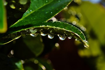 Image showing Raindrops