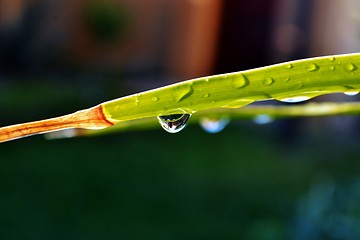 Image showing Raindrops on leaf