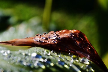 Image showing Raindrops on lily leafs