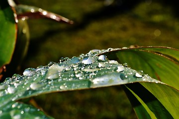 Image showing Raindrops on lily leafs