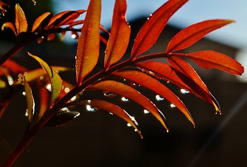 Image showing Raindrops on red leafs