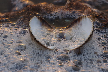 Image showing Seashell in foam