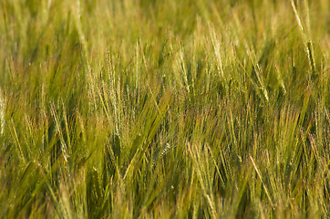 Image showing Wheat