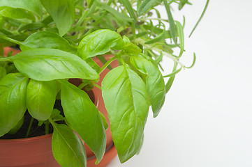 Image showing Potted Herbs 