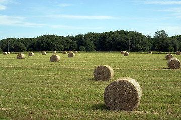 Image showing Rural landscape