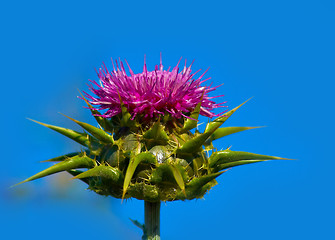 Image showing Scottish Thistle