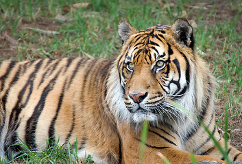 Image showing sumatran tiger