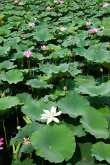 Image showing water lillies