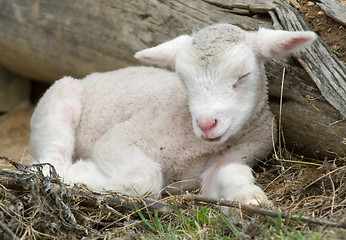 Image showing young lamb on the farm