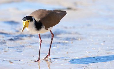 Image showing masked lapwing on beach