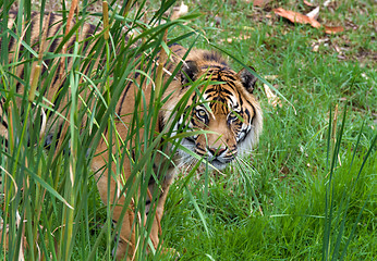 Image showing sumatran tiger